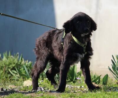 Moon, Mischling Welpen - Rüde