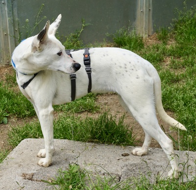 Moon, Mix - Hündin