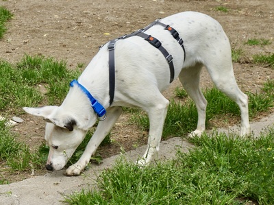 Moon, Mix - Hündin