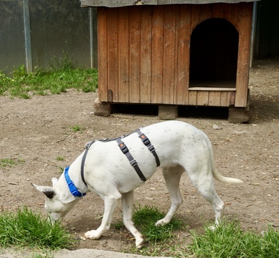 Moon, Mix - Hündin
