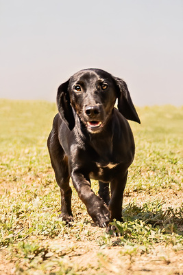 Moon - verspielt, menschenbezogen, neugierig, bewegungsfreudig, liebt Spielsachen