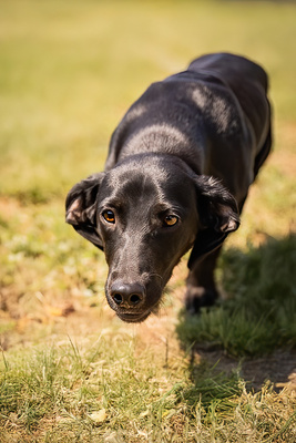 Moon - verspielt, menschenbezogen, neugierig, bewegungsfreudig, liebt Spielsachen, Mischling (Video-Link vorhanden) - Rüde