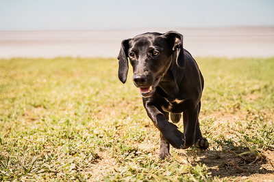 Moon - verspielt, menschenbezogen, neugierig, bewegungsfreudig, liebt Spielsachen, Mischling (Video-Link vorhanden) - Rüde