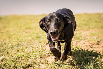 Moon - verspielt, menschenbezogen, neugierig, bewegungsfreudig, liebt Spielsachen, Mischling (Video-Link vorhanden) - Rüde