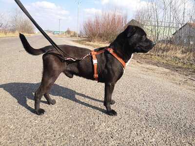 Mooz - Liebenswerter Spaßvogel, ca. 1 Jahr/45cm/15kg, Mischling - Rüde