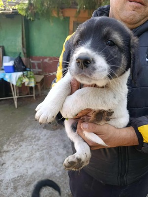 Moppelchen sucht seine Menschen, Mischling Welpen - Rüde