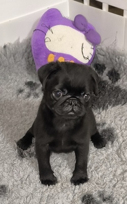 Mops Rüde Welpe mit Stammbaum (FCI) - Schwarz farbe, Mops Welpen - Rüde