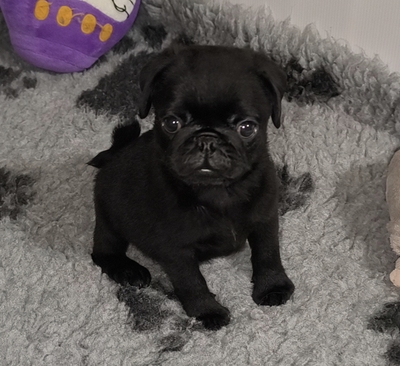 Mops Rüde Welpe mit Stammbaum (FCI) - Schwarz farbe, Mops Welpen - Rüde