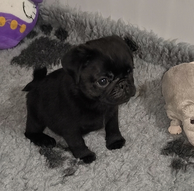Mops Rüde Welpe mit Stammbaum (FCI) - Schwarz farbe, Mops Welpen - Rüde