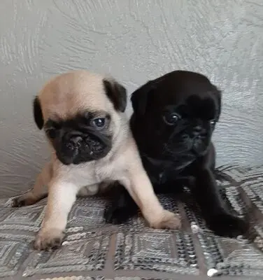 Mops Welpen - Hündin
