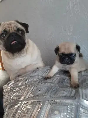 Mops Welpen - Hündin