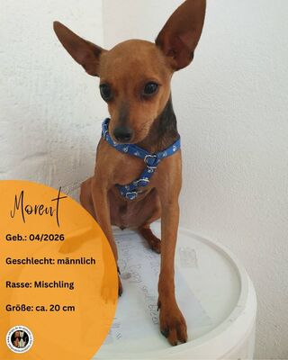 Morent