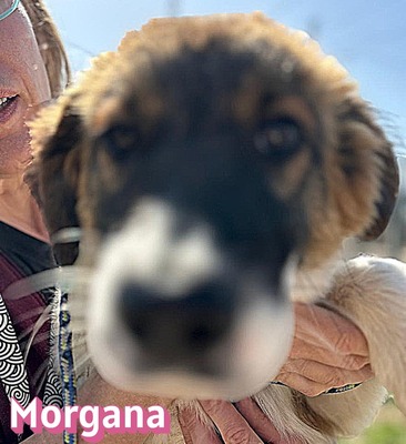 Morgana, Mischling Welpen - Hündin