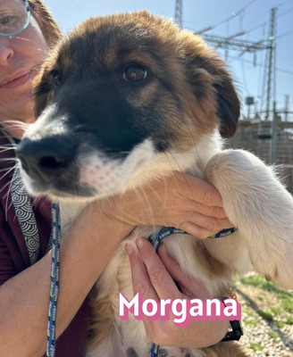 Morgana, Mischling Welpen - Hündin