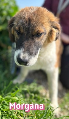 Morgana, Mischling Welpen - Hündin