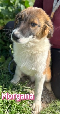 Morgana, Mischling Welpen - Hündin