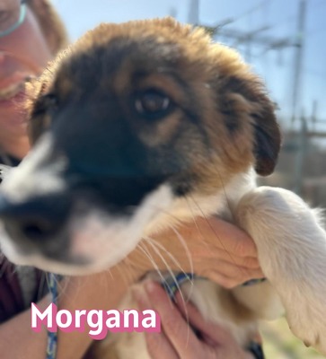 Morgana, Mischling Welpen - Hündin