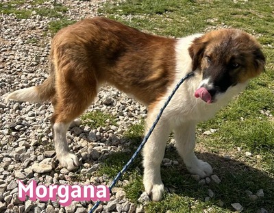 Morgana, Mischling Welpen - Hündin