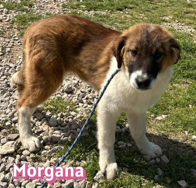 Morgana, Mischling Welpen - Hündin