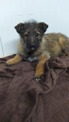 Moritz, Mischling - Rüde