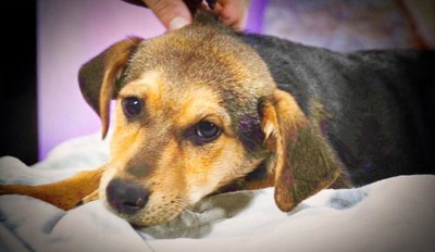 Moritz - ein kleiner Charmeur, Mischling - Rüde