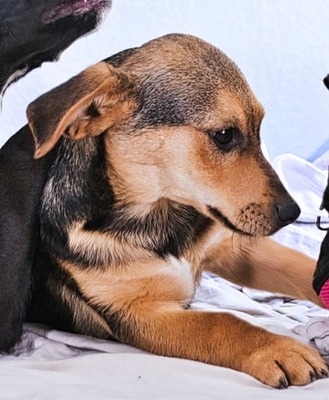 Moritz - ein kleiner Charmeur, Mischling - Rüde