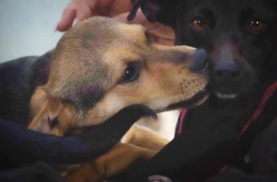 Moritz - ein kleiner Charmeur, Mischling - Rüde