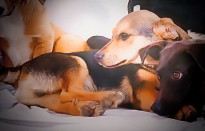 Moritz - ein kleiner Charmeur, Mischling - Rüde