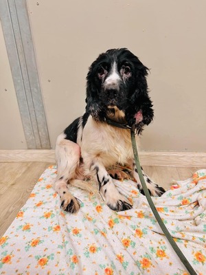 Morning, Cocker-Spaniel-Mischling - Rüde