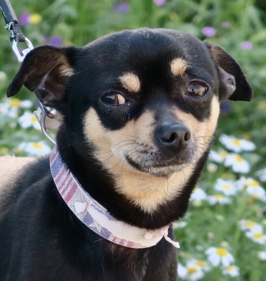 Morron, Chihuahua - Mix - Rüde