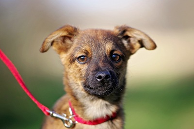 Mortimer, Mischlingsrüde Welpen - Rüde