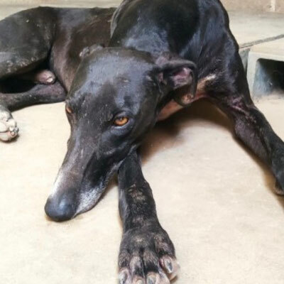 Moscú (m)- sehr sozial, Galgo - Rüde