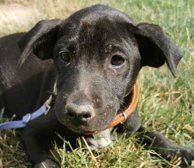 Moszat sucht seine Familie, Vizsla-Mischling Welpen - Rüde