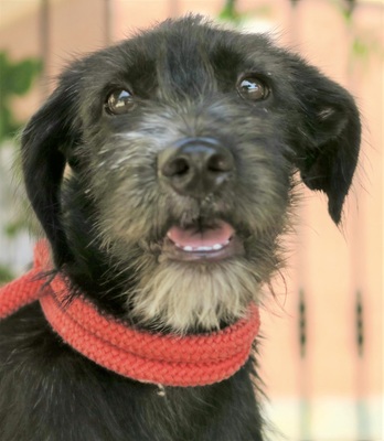 Motomami, Mix - Hündin