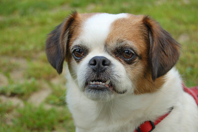 Mr. Joschi, Jack-Russel-Pekinese-Mix - Rüde