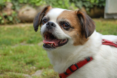 Mr. Joschi, Jack-Russel-Pekinese-Mix - Rüde