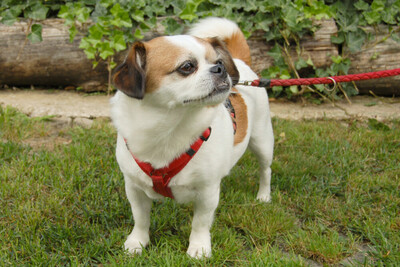 Mr. Joschi, Jack-Russel-Pekinese-Mix - Rüde