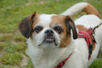 Mr. Joschi, Jack-Russel-Pekinese-Mix - Rüde
