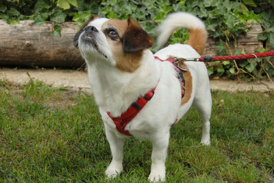 Mr. Joschi, Jack-Russel-Pekinese-Mix - Rüde