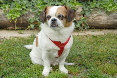 Mr. Joschi, Jack-Russel-Pekinese-Mix - Rüde