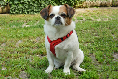 Mr. Joschi, Jack-Russel-Pekinese-Mix - Rüde