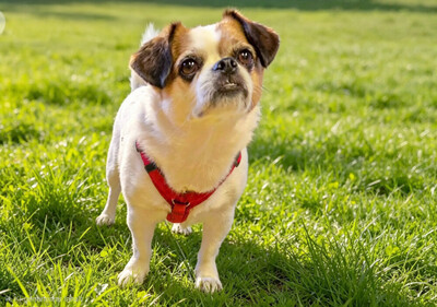 Mr. Joschi, Jack-Russel-Pekinese-Mix - Rüde