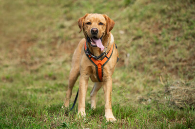 Mr. Sam, Labrador - Rüde 1