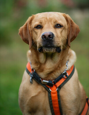 Mr. Sam, Labrador - Rüde