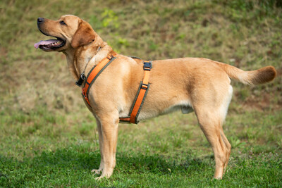 Mr. Sam, Labrador - Rüde