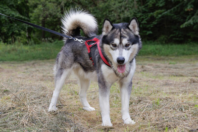 MuBalu, Alaskan Malamute - Rüde