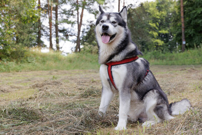 MuBalu, Alaskan Malamute - Rüde