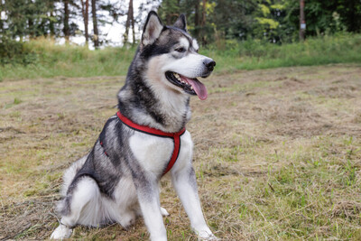 MuBalu, Alaskan Malamute - Rüde