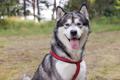 MuBalu, Alaskan Malamute - Rüde