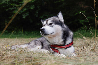 MuBalu, Alaskan Malamute - Rüde